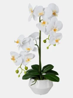 Gasper Kunstpflanze In Weiß